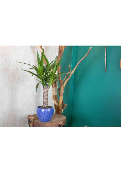 Lacivert Granit Terracota Toprak Saksıda Yuka Salon Bitkisi fiyatları