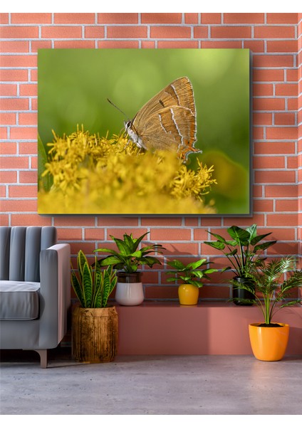 Huş Kelebeği Kanvas Tablo fiyatları