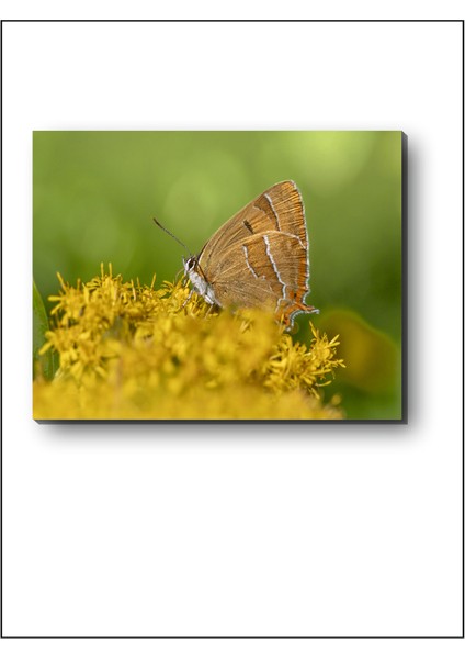 Huş Kelebeği Kanvas Tablo modelleri