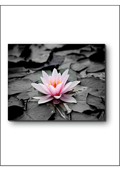 Lotus Çiçeği Nilüfer Kanvastablo modelleri
