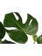 Deve Tabanı Midi Monstera Seramik Saksılı 1