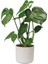 Deve Tabanı Midi Monstera Seramik Saksılı 2