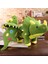 40CM Yaratıcı Peluş Yumuşak Triceratops Peluş Oyuncak Dinozor Bebek Doldurulmuş Oyuncak Hediyeler (Yurt Dışından) 5