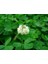 Yonca Ak Üçgül Tohumu (Trifolium Repens) - 1 kg 1