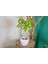 Beyaz Granit Terracota Toprak Saksıda Massengena Salon Bitkisi 3