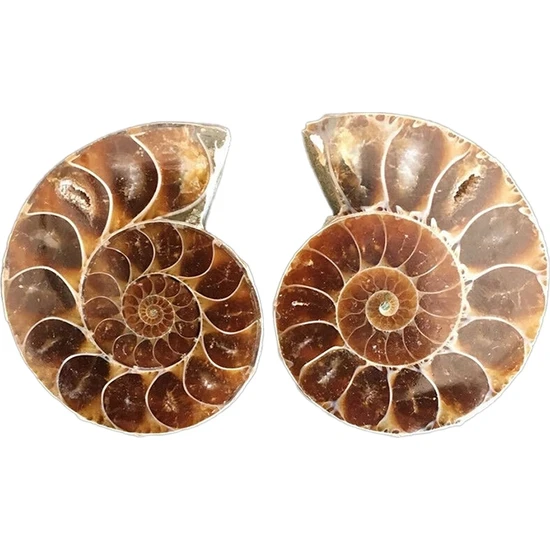 Archive 1 Çift Yarım Kesim Doğal Ammonit Kabuk Jurassic Fosil Örneği Madagaskar 3-4 cm (Yurt Dışından)