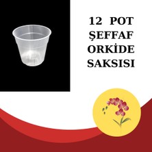 Cemre Botanik 12 Pot Şeffaf Orkide Saksısı ( 3 Adet)