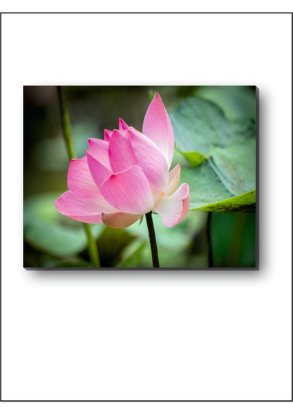 Tomurcuk Lotus Kanvas Tablo modelleri