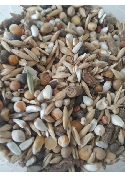 GoldMind 10Kg Mix Karışım Kemirgen Yemi. (Peletsiz) 10kg (15 Karışım )