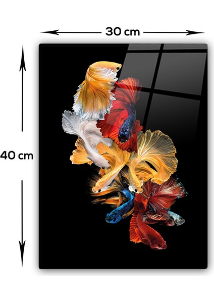 Cam Tablo | Beta Balıkları | 30CM x 40CM