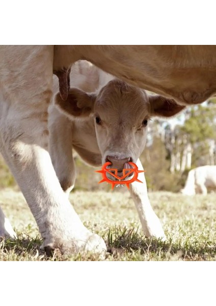 B Tarzı Inek Burun Sütten Kesici Buzağı Sığır Burun Klipsi Sağımı Durdurmak Için Plastik Inek Burun Diken Sütten Kesme Aleti (Yurt Dışından) fırsatları