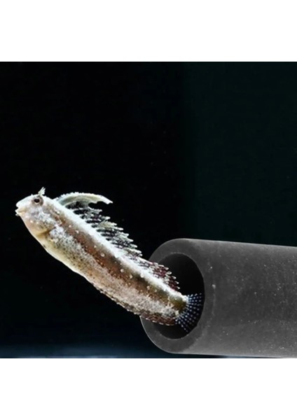 Gösterilen Stil Gibi 2021 Yeni Akvaryum Tank Tüp Yetiştiriciliği Frimp Spawn Canlı Bitki Için Mağara Barınağı Gizleme (Yurt Dışından) fiyatları