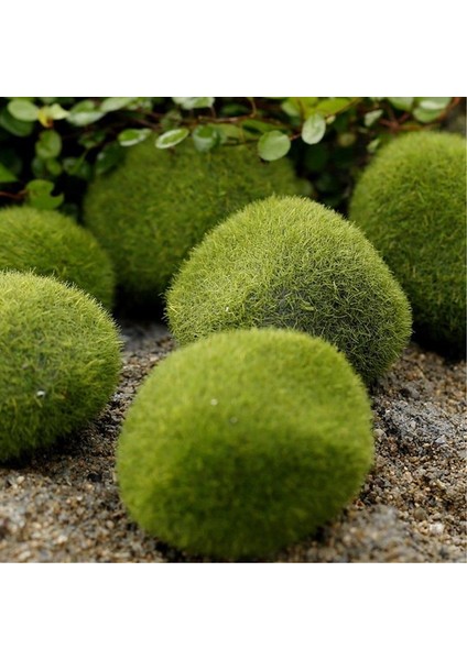 5 Adet Yosun Topu Akvaryum Yosun Topu Süsleme Cladophora Bitki Dekorasyon Tankı Marimo Balık Dekor (Yurt Dışından)