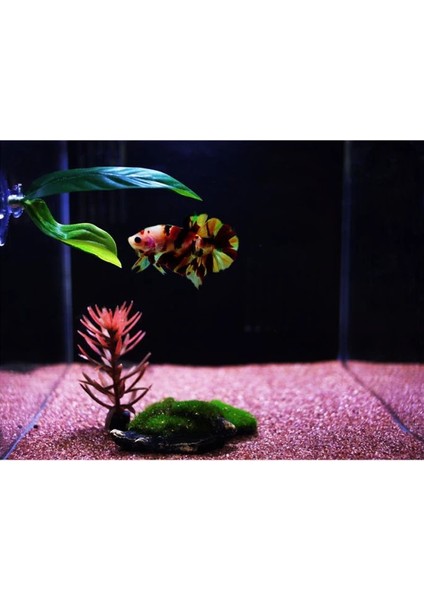 No.1 Tarzı Çift Katmanlı Simülasyon Süs Yaprak Betta Balık Dinlenme Yumurtlama Yaprak Betta Balık Yatağı Balık Tankı Akvaryum Için Hamak (Yurt Dışından) fırsatları