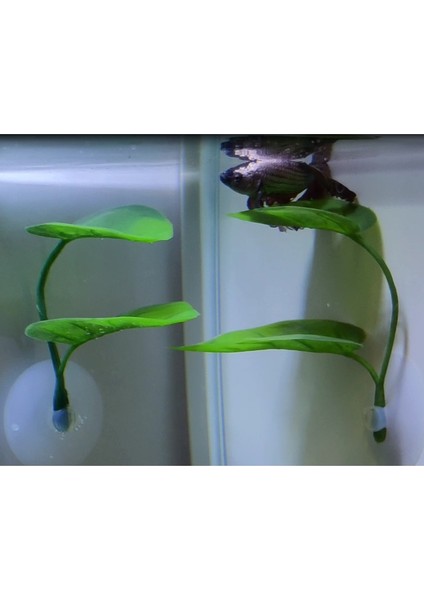 No.1 Tarzı Çift Katmanlı Simülasyon Süs Yaprak Betta Balık Dinlenme Yumurtlama Yaprak Betta Balık Yatağı Balık Tankı Akvaryum Için Hamak (Yurt Dışından) indirimleri