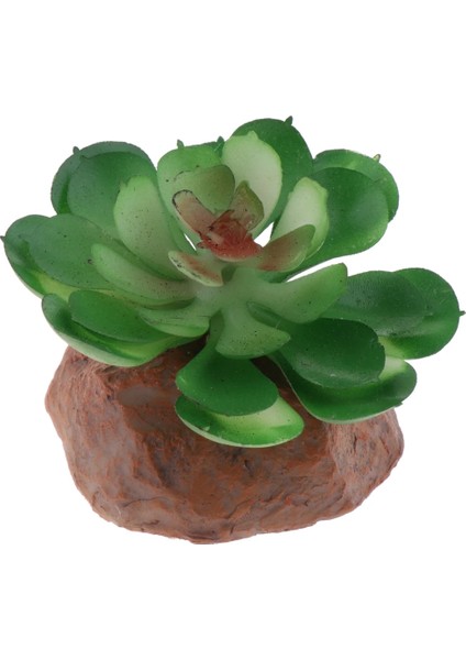 No.3 Tarzı Sürüngen Teraryum Kaktüs Succulents Bitkiler Kaplumbağa Için Peyzaj (Yurt Dışından)