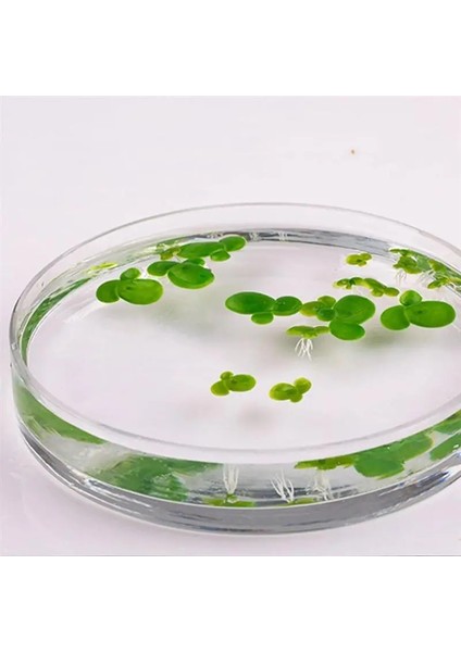 Gösterilen Stil Gibi Muulated Duckweed Bitki Dekor Plastik Köklü Su Tesisi (Yurt Dışından) fiyatları