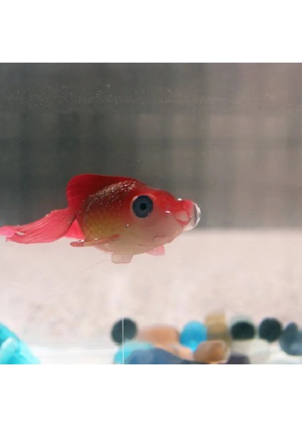 D Stili Sahte Balık Akvaryum Aslan Balık Tankı Peyzaj Dekor Parlayan Etkisi Hayvan Süsleme Balık Tankı Için Parlayan Balık Dekorasyon 1 Adet (Yurt Dışından)