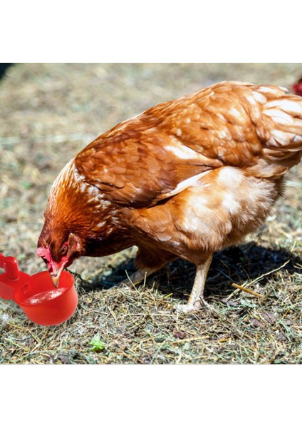 C Stili 6 Adet Yeni Otomatken Tiryakisi Bıldırcın Asılı Su Bardağı Meme Içme Kase Besleme Kuş Kümesi Tiryakisi Bardak Arka Bahçe Kümes Hayvanları Için (Yurt Dışından) fırsatları