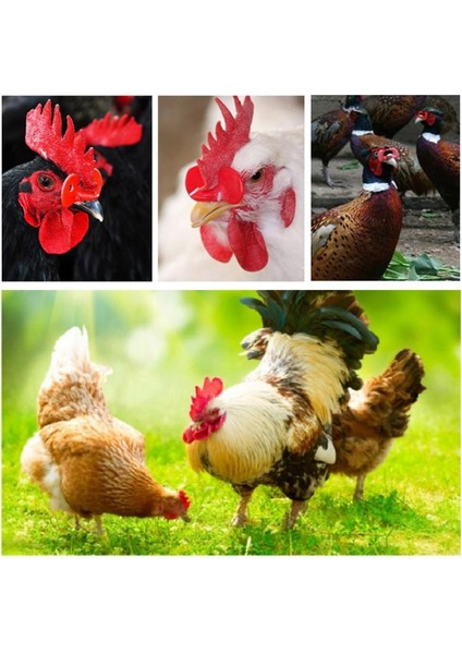 10 Adet Deliksiz Stil Tarım Ekipmanları Tavuk Sülün Tavuk Gözlüğü Horoz Bardakları Yumurta Tavukları Sülün Çiftliği Gagalama Önleyici Bardaklar Cocina (Yurt Dışından) fırsatları