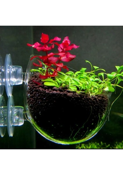 Bir Stil Su Bitkileri Manzaralar Tencere Bardaklar Mini Kırmızı Karides Akvaryum Balık Tankı Sucul Kristal Cam Saksı Bitki Bardaklık! (Yurt Dışından) modelleri