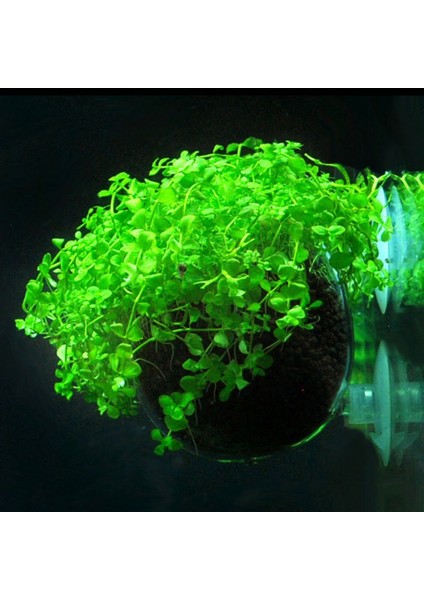 Bir Stil Su Bitkileri Manzaralar Tencere Bardaklar Mini Kırmızı Karides Akvaryum Balık Tankı Sucul Kristal Cam Saksı Bitki Bardaklık! (Yurt Dışından) fırsatları