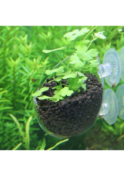 Bir Stil Su Bitkileri Manzaralar Tencere Bardaklar Mini Kırmızı Karides Akvaryum Balık Tankı Sucul Kristal Cam Saksı Bitki Bardaklık! (Yurt Dışından) indirimleri