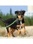 1 Adet Elastik Saplı Köpek Tasması-Çim Yeşili (Yurt Dışından) 4