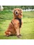 Suya Dayanıklı Nefes Alabilen Kahverengi Köpek Ayakkabısı 4