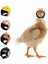 1 Adet F Tarzı Tavuk Kuş Kafası Koruma Kask Kuş Şapka Komik Pet Kask Giyim Accessori Kuş Tavuklar Ördek Bıldırcın Şapka Başlık Küçük Pet (Yurt Dışından) 2