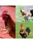 Lacivert Tarzı Tavuk Oyuncak Gag Hediye Giyen Yapay Dinozor Silahları Kılıç Sahne Pet Temalı Parti Komik Kuş Dekor Pet Malzemeleri (Yurt Dışından) 5