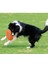 Sarı Stil 18CM Interaktif Köpek Oyuncak Uçan Doft Bite Dayanıklı Köpek Plakası Oyuncak Büyük Büyük Küçük Köpek Çiğneme Oyuncak Oyun Oyunu Pet Köpek Sinek Dairesi (Yurt Dışından) 3