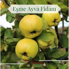 Eşme Ayva 3 Yaş Aşılı 120 Cm+ Boy Sertifikalı