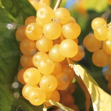 Bilgarden Tüplü Şifalı Sarı Güz Zeytini Japon Iğdesi Fidanı