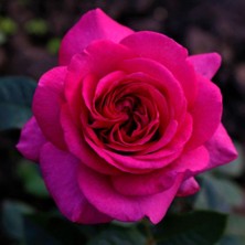 Bilgarden Tüplü Yediveren Özel Kokulu Selin Nostalji Gül Fidanı