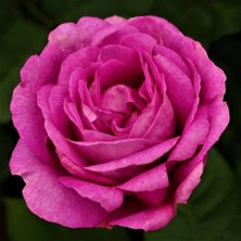 Bilgarden Tüplü Yediveren Yoğun Kokulu Uludağ Esintisi Pembe Gül Fidanı