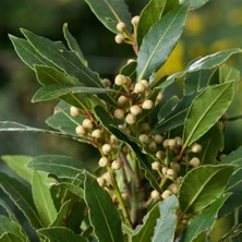 Bilgarden Tüplü Aromatik Defne (Laurus Nobilis) Fidanı (60-100 Cm)