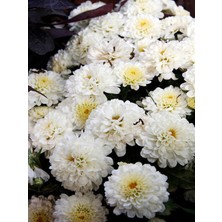 Serada Decor Plant Videolu Beyaz Renk Kasımpatı 1 Adet 10-25 cm Saksılı Salon Çiçeği (Chrysanthemum)