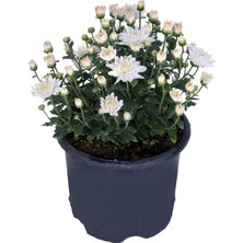 Serada Decor Plant Videolu Beyaz Renk Kasımpatı 1 Adet 10-25 cm Saksılı Salon Çiçeği (Chrysanthemum)