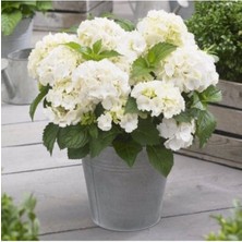 Serada Decor Plant Videolu Canlı Ortanca Çiçeği Beyaz Renkli (25 45 Cm)1  Adet Saksılı Çiçekli Bodur Bitkisi