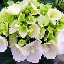 Serada Decor Plant Videolu Canlı Ortanca Çiçeği Beyaz Renkli (25 45 Cm)1  Adet Saksılı Çiçekli Bodur Bitkisi