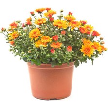 Serada Decor Plant Videolu Kırmızı Turuncu ve Lila 3 Adet Kasımpatı Çiçeği Saksılı 15-30CM (Chrysanthemum)