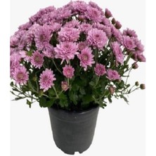 Serada Decor Plant Videolu Kırmızı Turuncu ve Lila 3 Adet Kasımpatı Çiçeği Saksılı 15-30CM (Chrysanthemum)