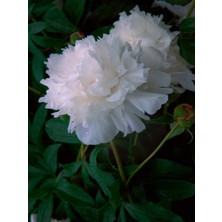 Serada Decor Plant Videolu Beyaz Şakayık Erengül Çiçeği 20-30 Saksılı Çiçekli Bodur Bitkiler Paeoniaceae White