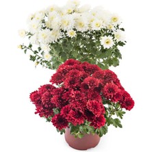 Serada Decor Plant Videolu Kasımpatı Kırmızı-Beyaz 2 Adet Saksıda 15-25CM Krizantem Çiçekli Bitki (Chrysanthemum)