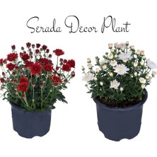 Serada Decor Plant Videolu Kasımpatı Kırmızı-Beyaz 2 Adet Saksıda 15-25CM Krizantem Çiçekli Bitki (Chrysanthemum)