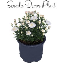 Serada Decor Plant Videolu Kasımpatı Kırmızı-Beyaz 2 Adet Saksıda 15-25CM Krizantem Çiçekli Bitki (Chrysanthemum)