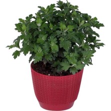 Serada Decor Plant Videolu Kasımpatı Kırmızı Renk 1 Adet Saksılı 20-30CM (Chrysanthemum)