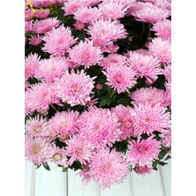 Serada Decor Plant Videolu Açık Pembe Kasımpatı 1 Adet Saksılı 20-40 cm Teras Bitkisi (Chrysanthemum)