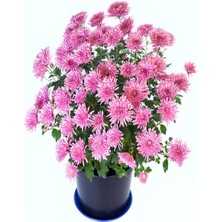 Serada Decor Plant Videolu Açık Pembe Kasımpatı 1 Adet Saksılı 20-40 cm Teras Bitkisi (Chrysanthemum)